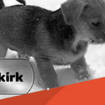 Dog License Renewal Due January 31st City Of Selkirk